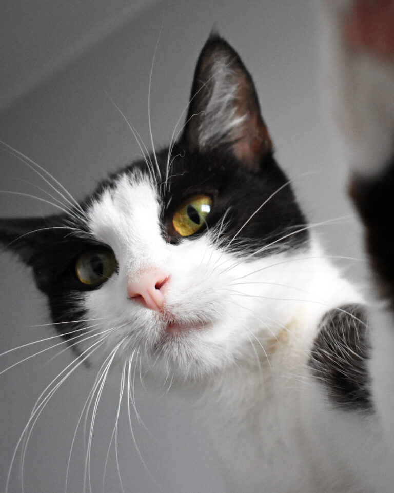 Czy mokra karma w puszce może być podstawą diety kota?