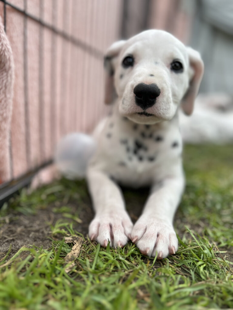 Kiedy odstawić mleko dla szczeniaka i przejść na karmę dla szczeniąt?